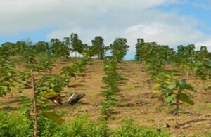 Timber Forestry